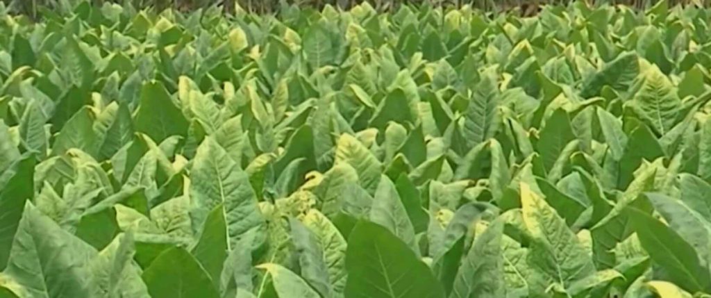 Табачное поле в Кентукки